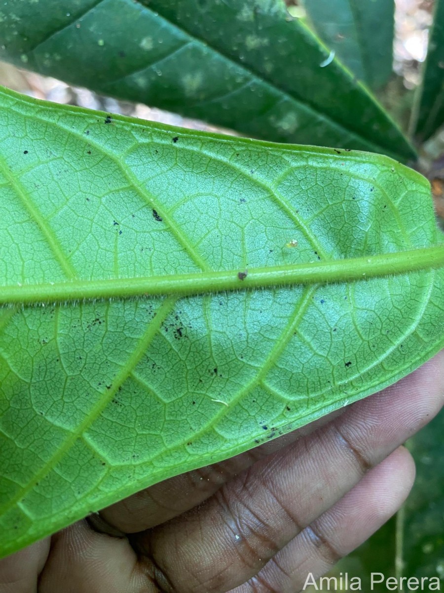 Semecarpus pseudoemarginatus Kosterm.